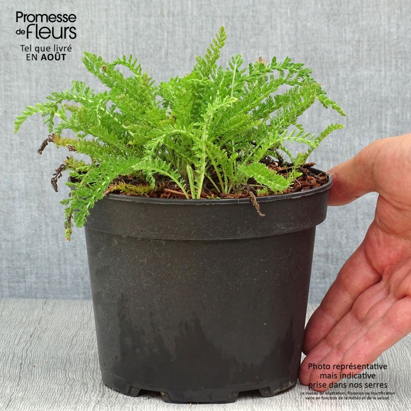 Amostra de Achillea millefolium White Beauty Vaso de 2 L/3 L tal como entregue no verão