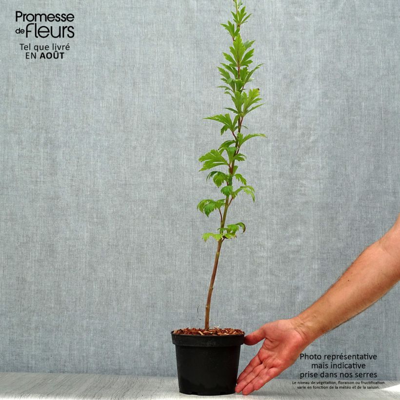 Amostra de Aconitum carmichaelii Arendsii Vaso de 2 L/3 L tal como entregue no verão