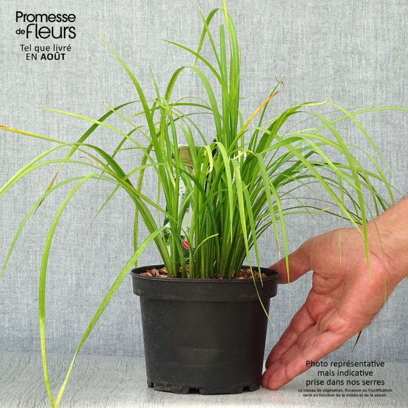 Amostra de Acorus gramineus Licorice Vaso de 1,5 L/2 L tal como entregue no verão