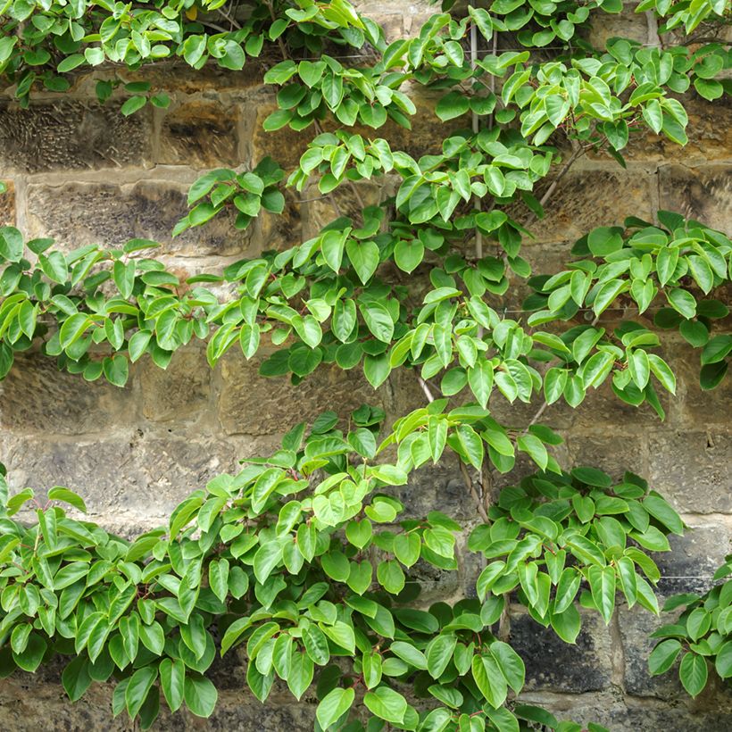 Kiwai macho Romeo - Actinidia arguta (Hábito)