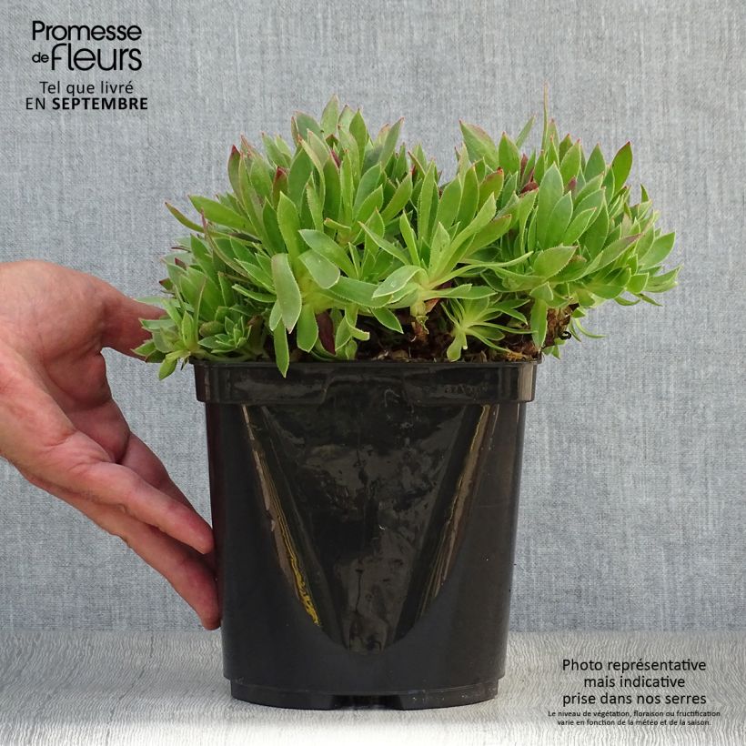 Amostra de Aeonium arboreum Cornish Tribute - Aéonium en arbre Pot de 3L/4L tal como entregue no outono