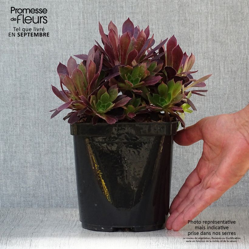 Amostra de Aeonium arboreum Du Rozzen - Aéonium en arbre Pot de 3L/4L tal como entregue no outono
