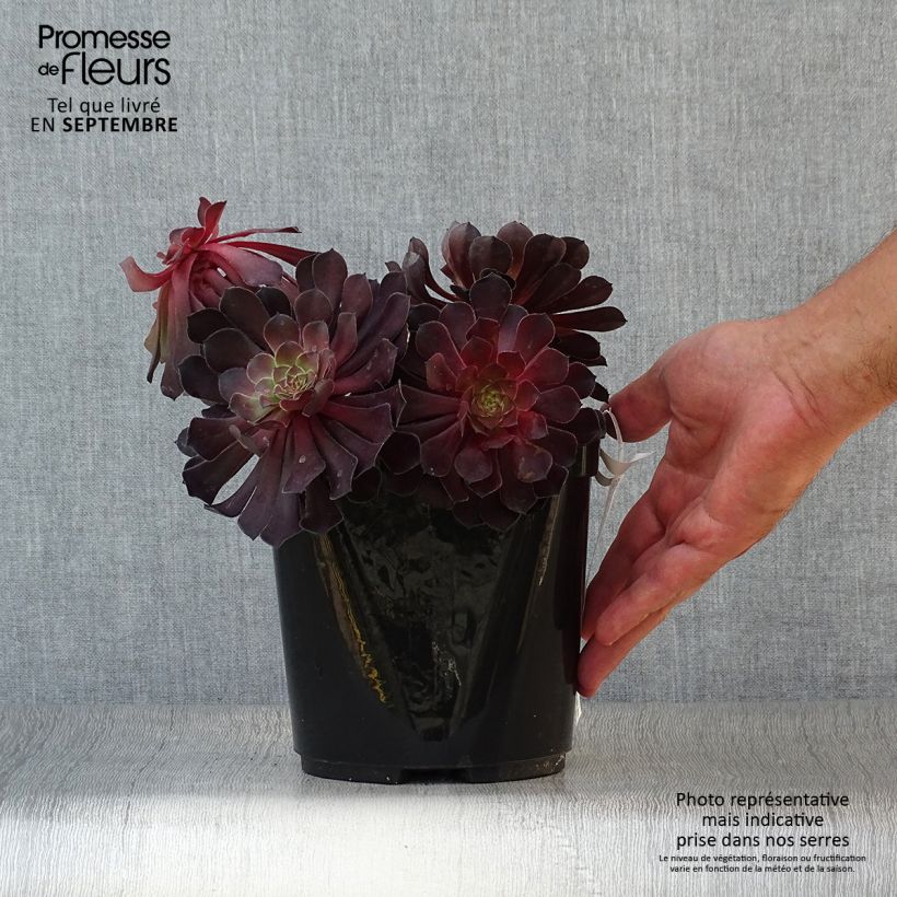 Amostra de Aeonium arboreum Tip Top Vaso de 3 L/4 L tal como entregue no outono