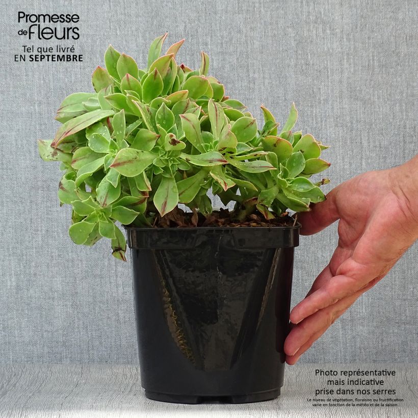 Amostra de Aeonium leucoblepharum Yemen Vaso de 3 L/4 L tal como entregue no outono