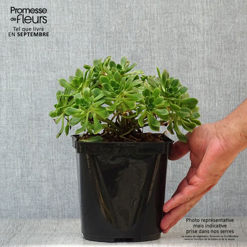 Amostra de Aeonium occidentale Vaso de 3 L/4 L tal como entregue no outono