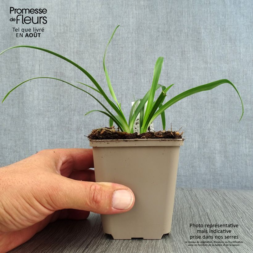 Amostra de Agapanto Ever White Vaso de 8/9 cm tal como entregue no verão