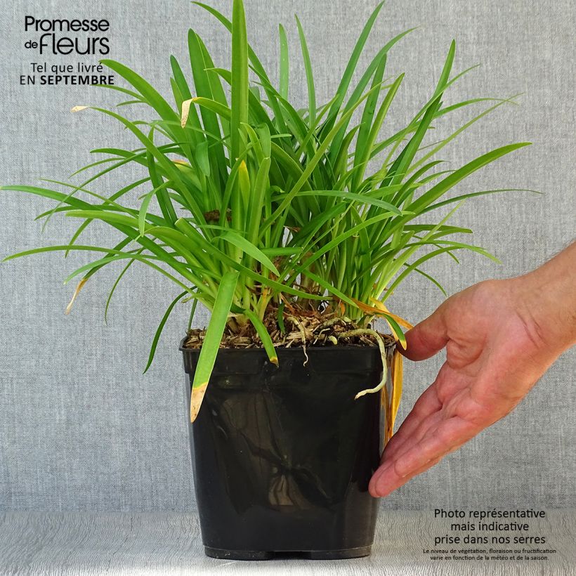 Amostra de Agapanto Vallée de la Romanche Vaso de 2 L/3 L tal como entregue no outono