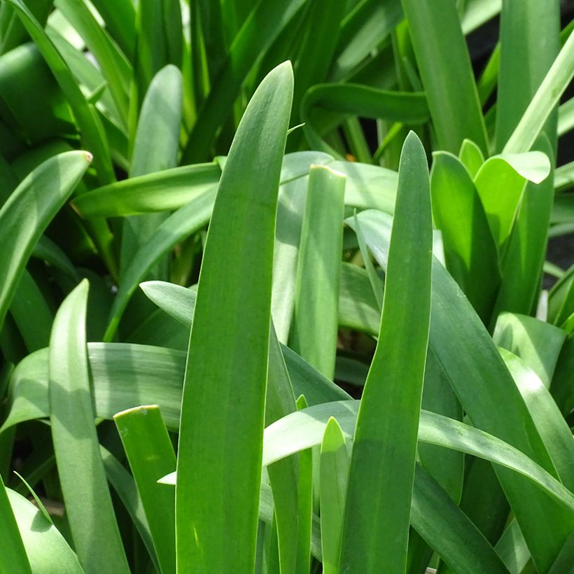 Agapanto Vallée de la Sarthe (Folhagem)