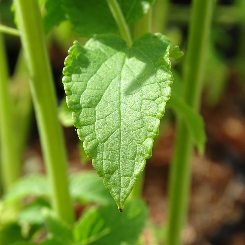 Agastache rugosa Alabaster (Folhagem)