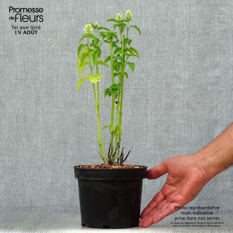 Amostra de Agastache rugosa Alabaster Vaso de 2 L/3 L tal como entregue no verão