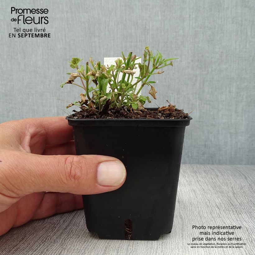 Amostra de Agastache aurantiaca Apricot Sprite Vaso de 8/9 cm tal como entregue no outono