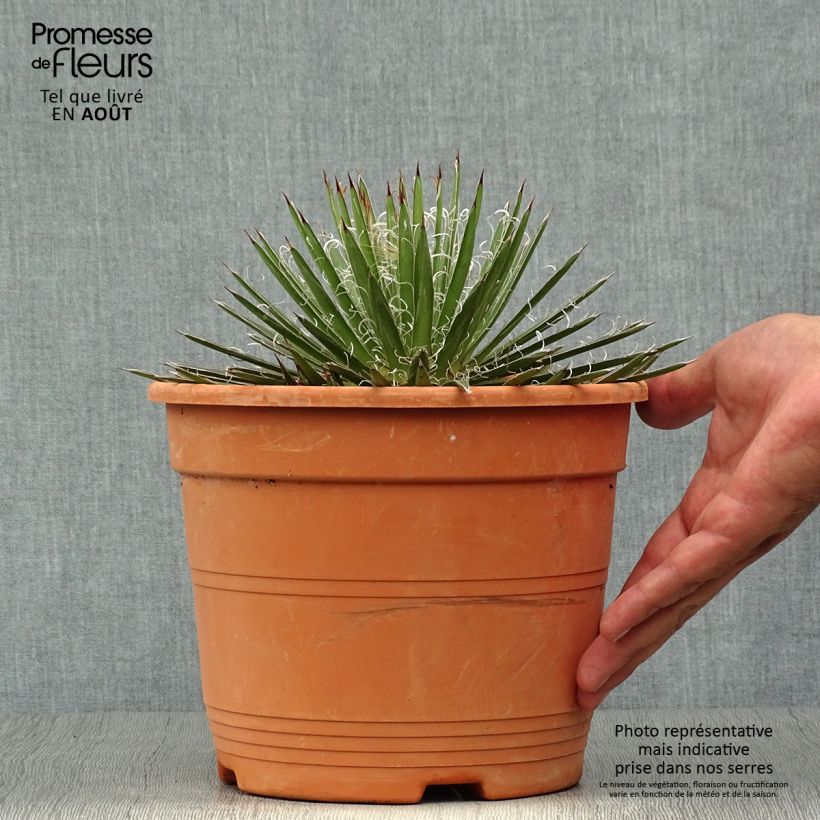 Amostra de Agave filifera Vaso de 1,5 L/2 L tal como entregue no verão