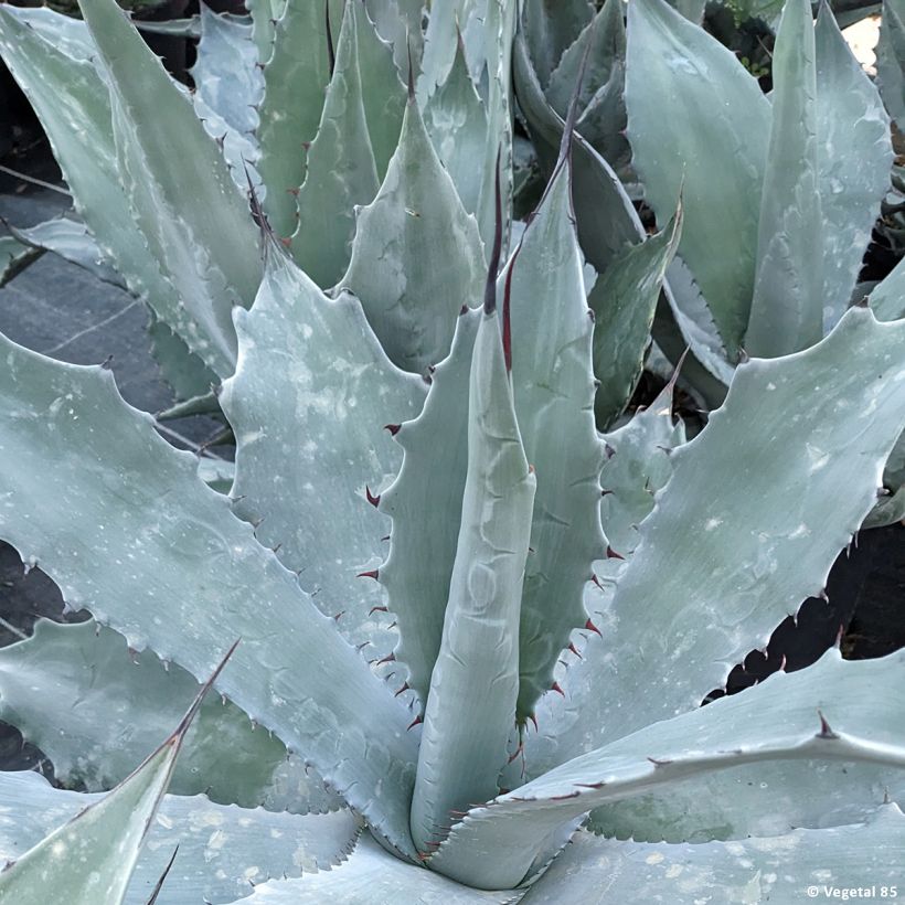 Agave durangensis (Folhagem)