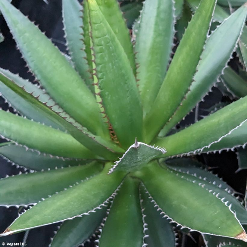 Agave horrida (Folhagem)