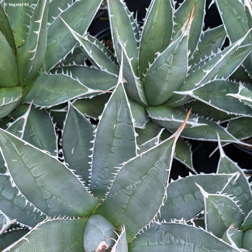 Agave kerchovei (Folhagem)