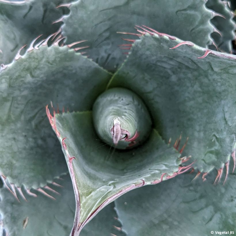 Agave parrasana (Folhagem)