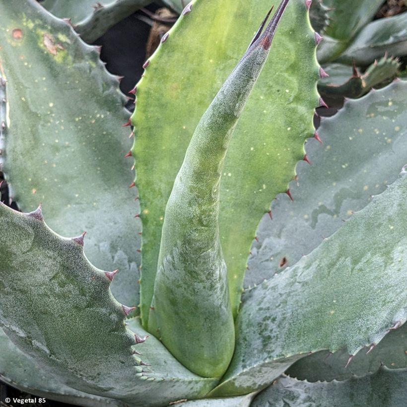 Agave salmiana (Folhagem)