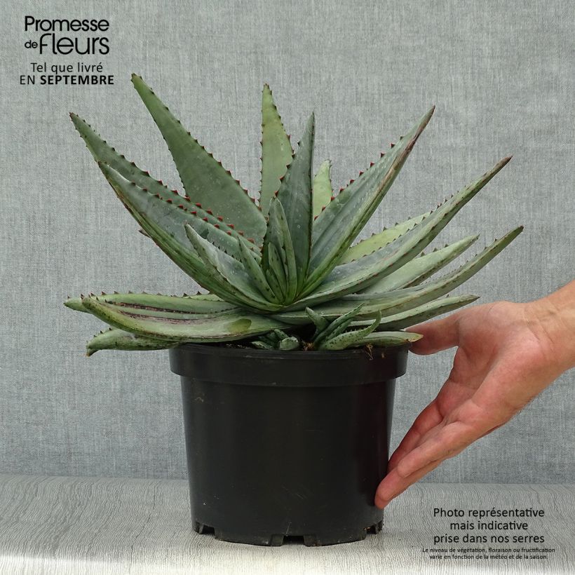 Amostra de Aloe conifera Twirl - Aloès de Madagascar Pot de 3L/4L tal como entregue no outono