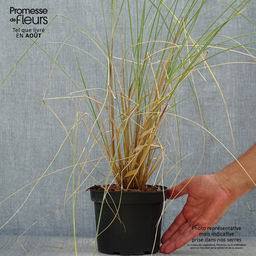 Amostra de Ammophila arenaria - Estorno Vaso de 2 L/3 L tal como entregue no verão