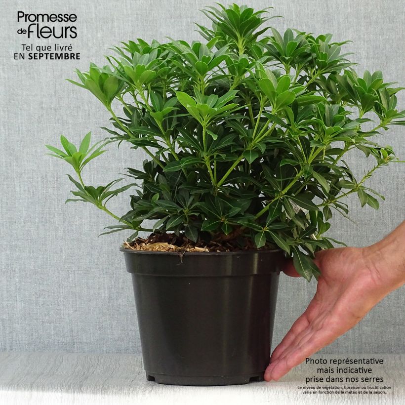 Amostra de Pieris japonica Sarabande Vaso de 3 L/4 L tal como entregue no outono