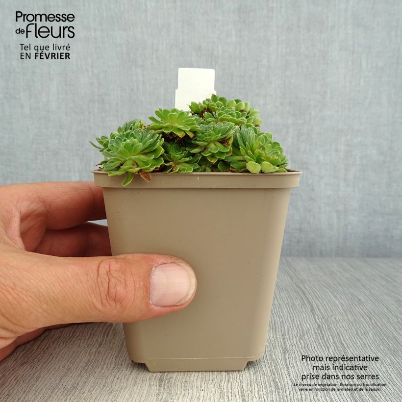 Amostra de Androsace sarmentosa Vaso de 8/9 cm tal como entregue no outono