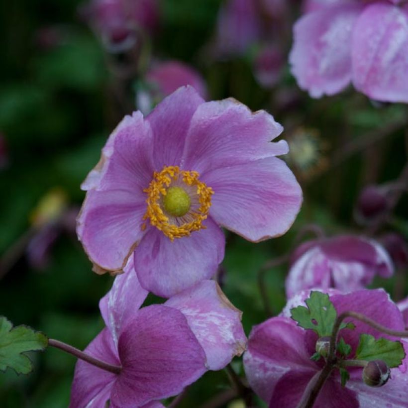 Anémona-do-japão Rosenschale - Anemone × hybrida (Floração)
