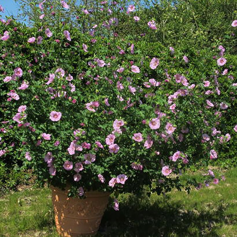 Anisodontea Cristal Rose (Hábito)