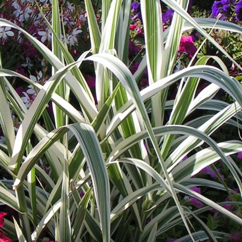 Arundo donax Versicolor (Folhagem)