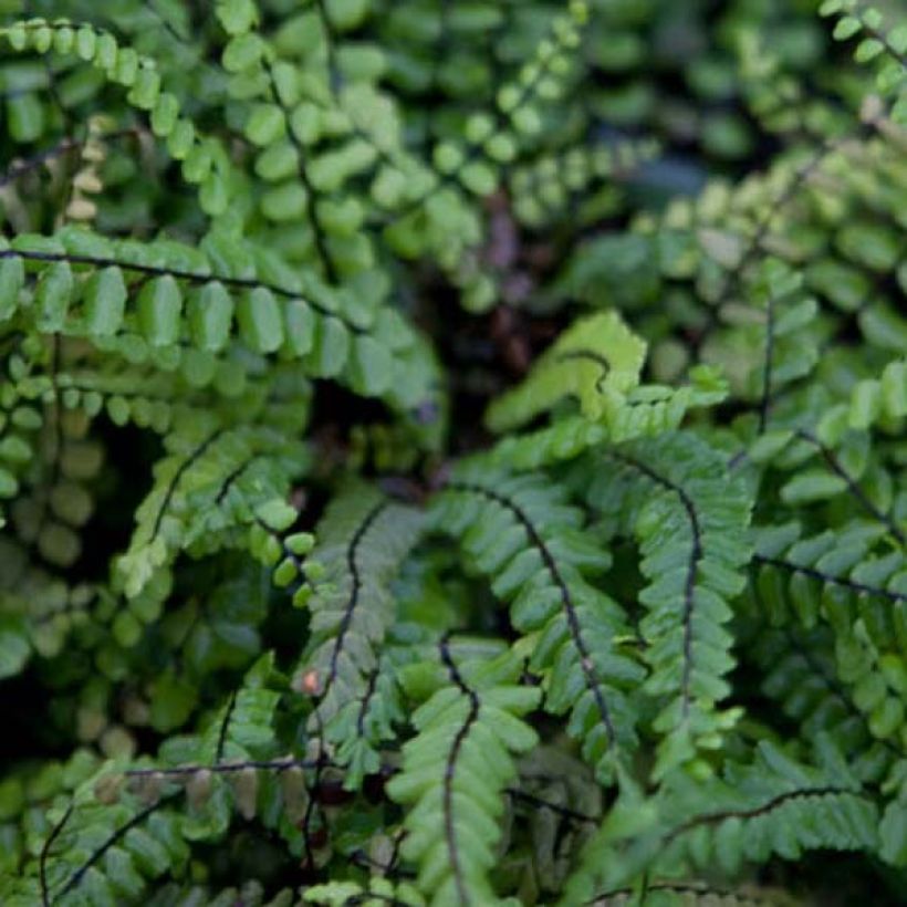 Asplenium trichomanes (Folhagem)
