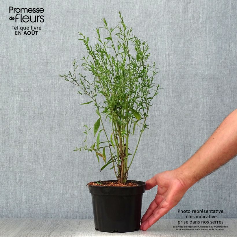 Amostra de Áster cordifolius Blue Heaven Vaso de 2 L/3 L tal como entregue no verão