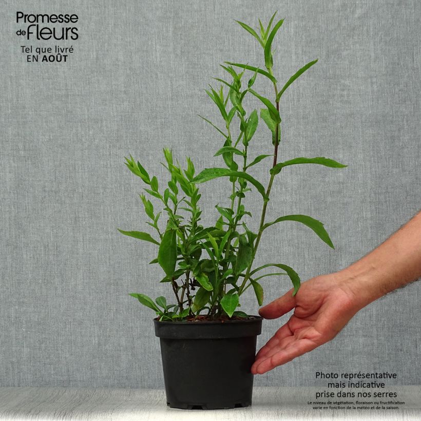 Amostra de Aster Novi Belgii Fellowship Vaso de 2 L/3 L tal como entregue no verão