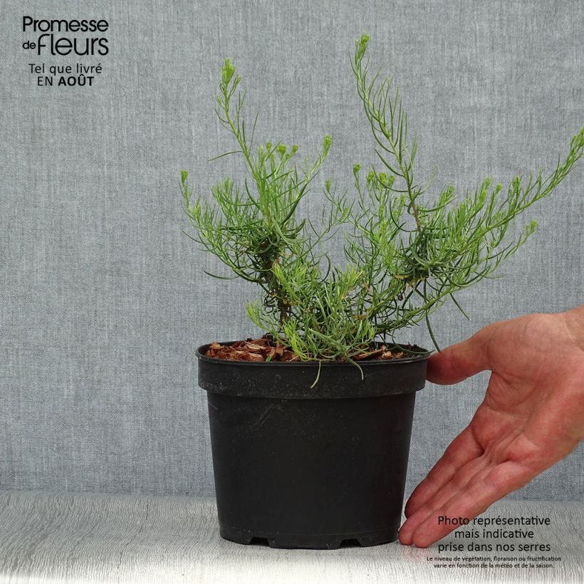 Amostra de Áster linosyris - Áster de outono Vaso de 2 L/3 L tal como entregue no verão