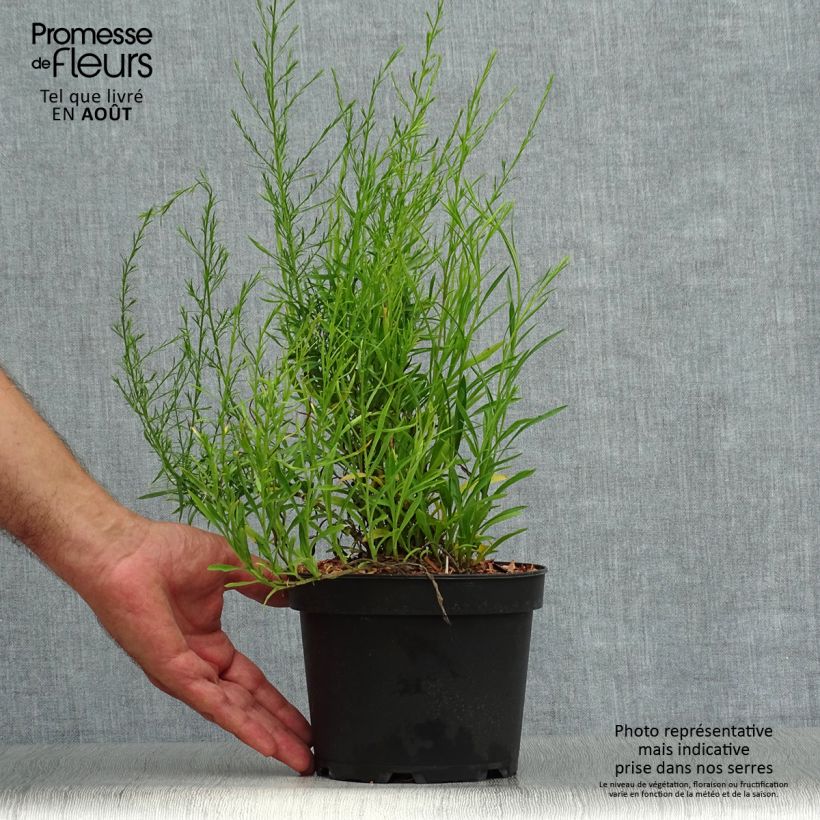 Amostra de Aster pringlei Monte Cassino Vaso de 2 L/3 L tal como entregue no verão