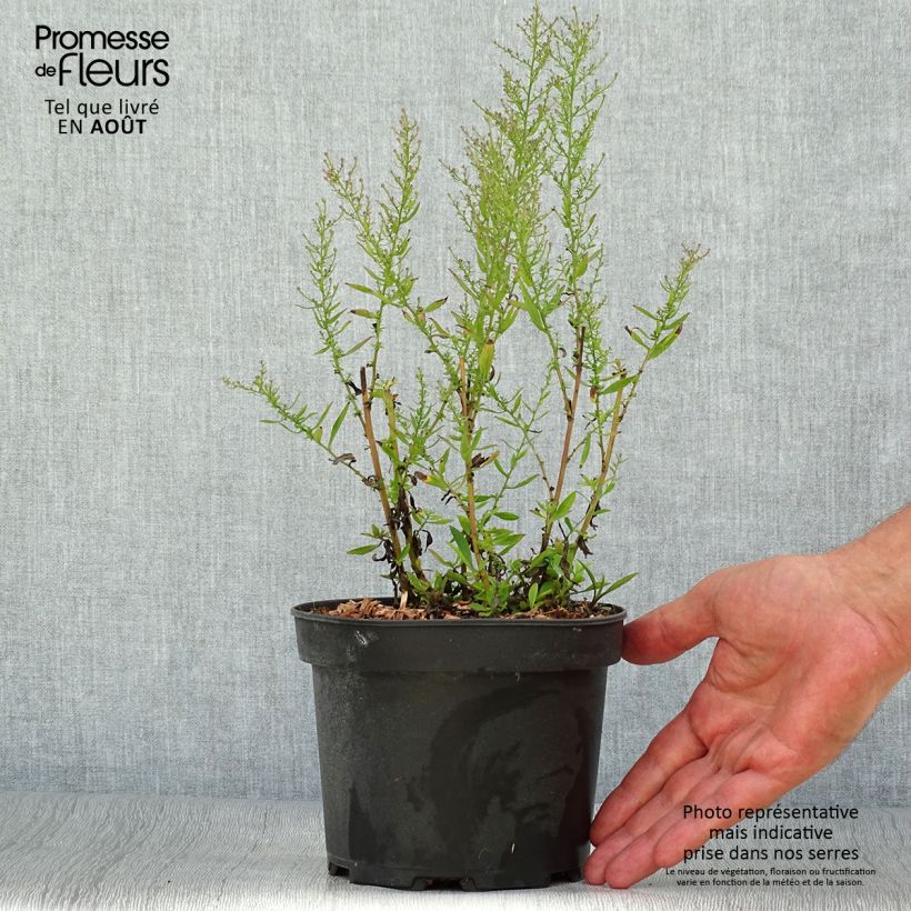 Amostra de Aster ericoides Pink Cloud Vaso de 2 L/3 L tal como entregue no verão