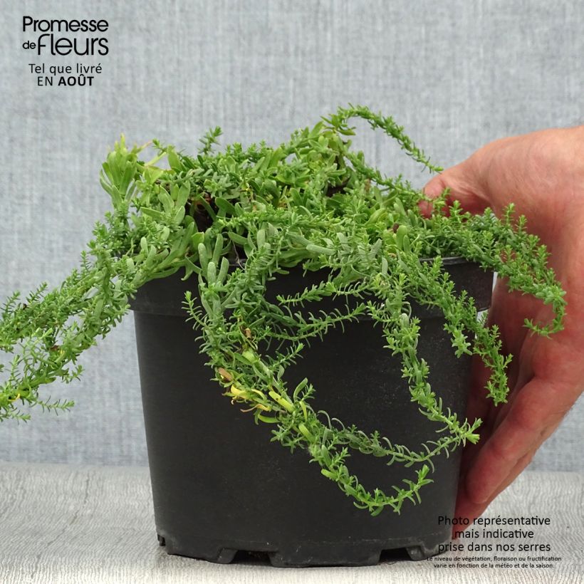 Amostra de Áster ericoïdes f. prostratus Snow Flurry - Áster falsa-urze Vaso de 2 L/3 L tal como entregue no verão