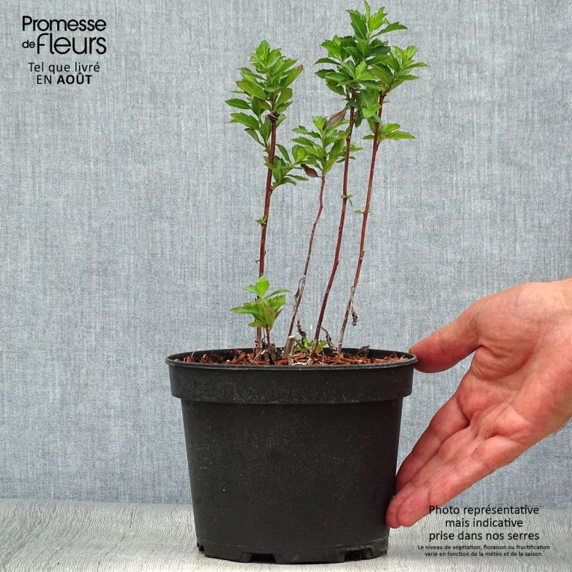 Amostra de Áster ageratoides Stardust Vaso de 2 L/3 L tal como entregue no verão