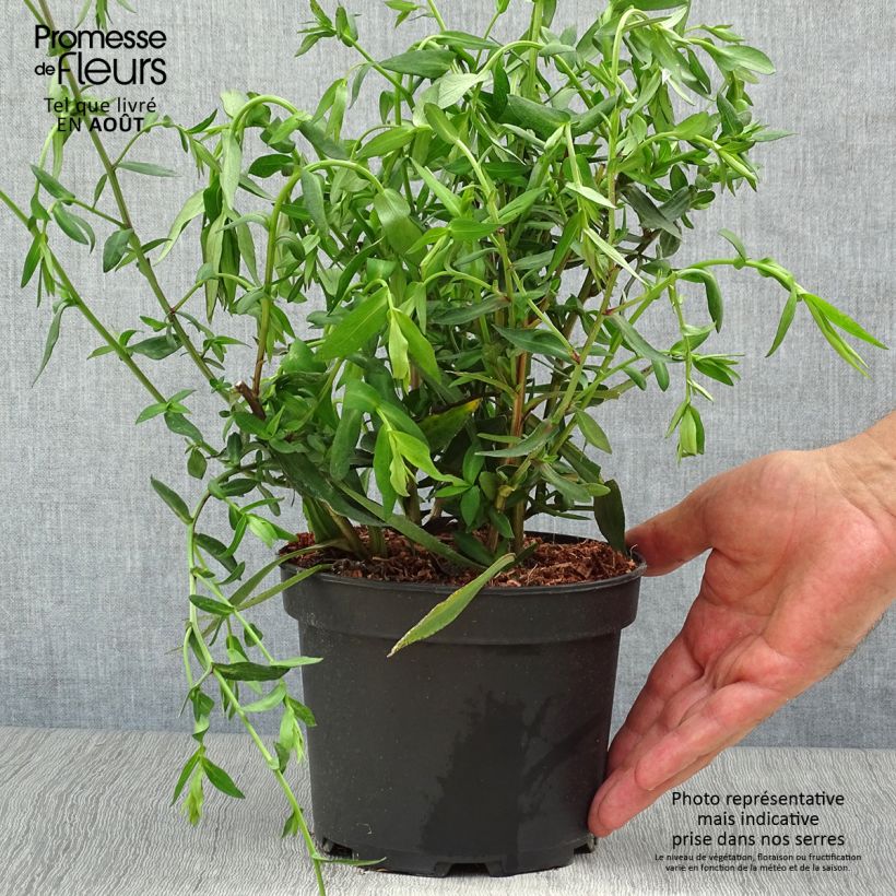 Amostra de Aster novi-belgii White Lady - Áster de Outono Grande Vaso de 2 L/3 L tal como entregue no verão