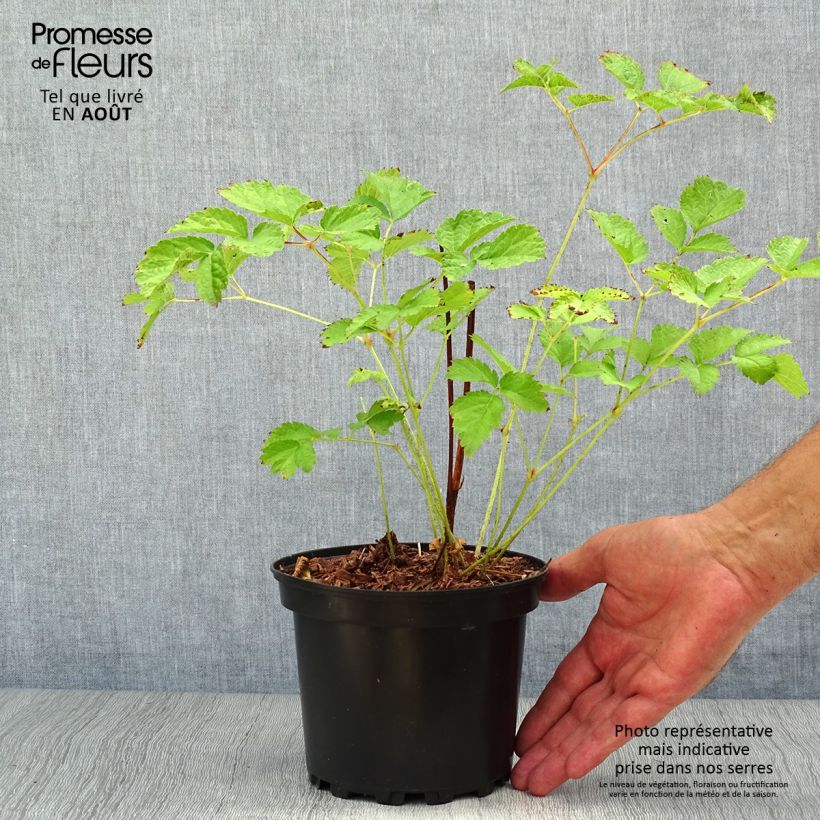 Amostra de Astilbe chinensis Purpurkerze Vaso de 2 L/3 L tal como entregue no verão