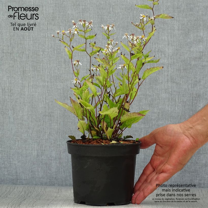 Amostra de Áster tradescantii - Áster de outono Vaso de 2 L/3 L tal como entregue no verão