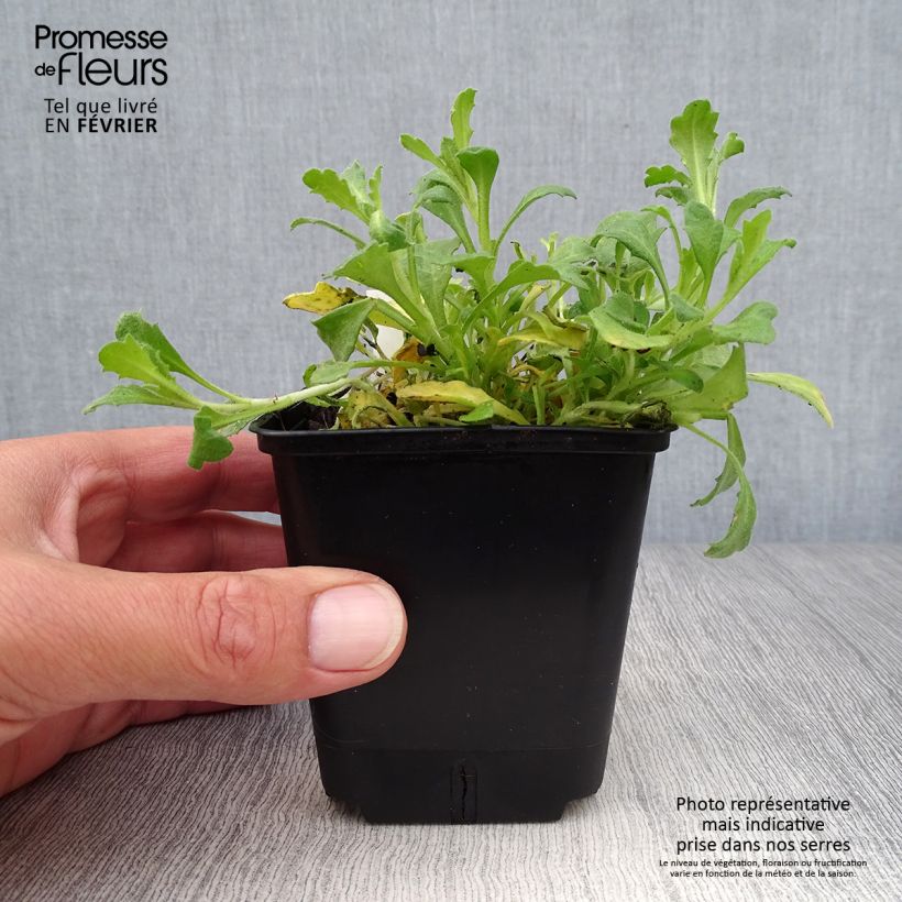 Amostra de Aubrecia  Cascade Red Vaso de 8/9 cm tal como entregue no outono