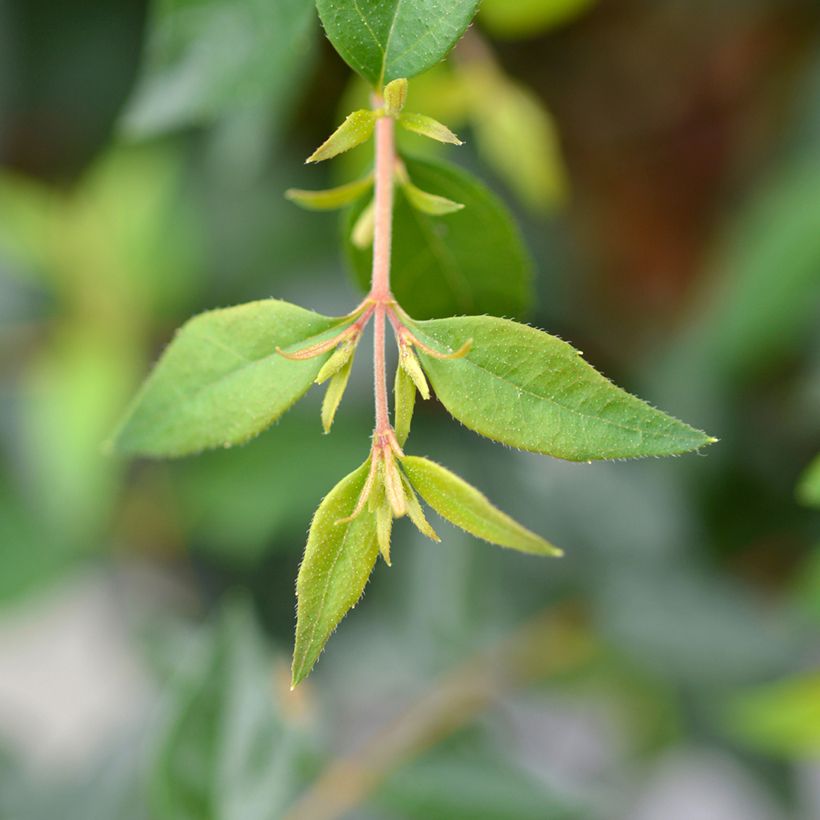 Abélia grandiflora Edward Goucher (Folhagem)