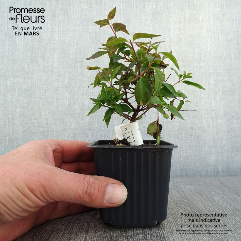 Amostra de Abélia grandiflora Edward Goucher Vaso de 8/9 cm tal como entregue no inverno