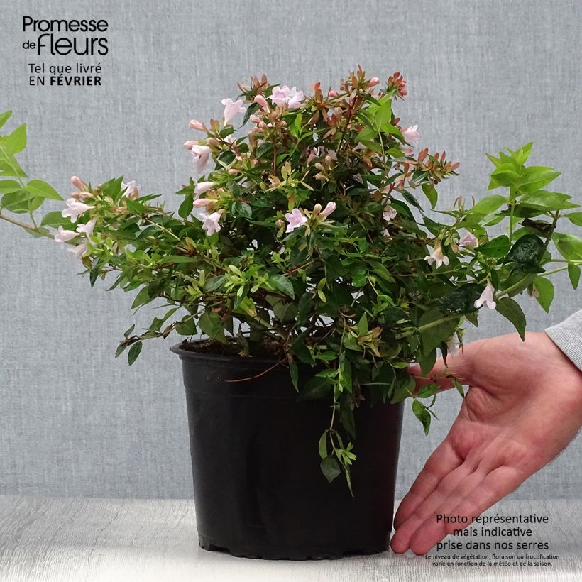 Amostra de Abélia grandiflora Edward Goucher Vaso de 1 L/1,5 L tal como entregue no outono