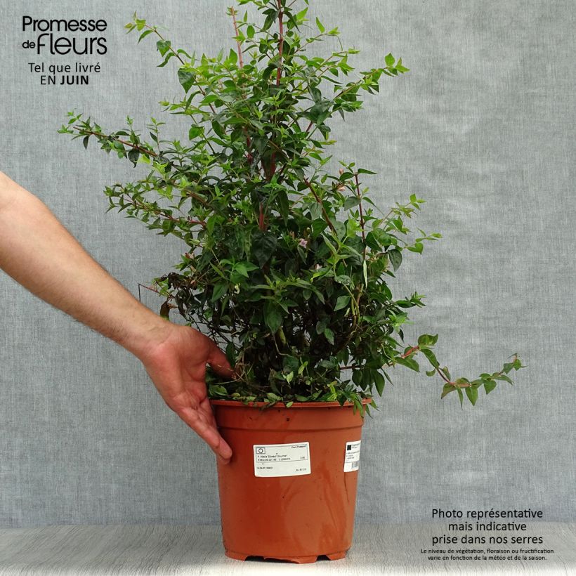 Amostra de Abélia grandiflora Edward Goucher Vaso de 7,5 L/10 L tal como entregue no verão