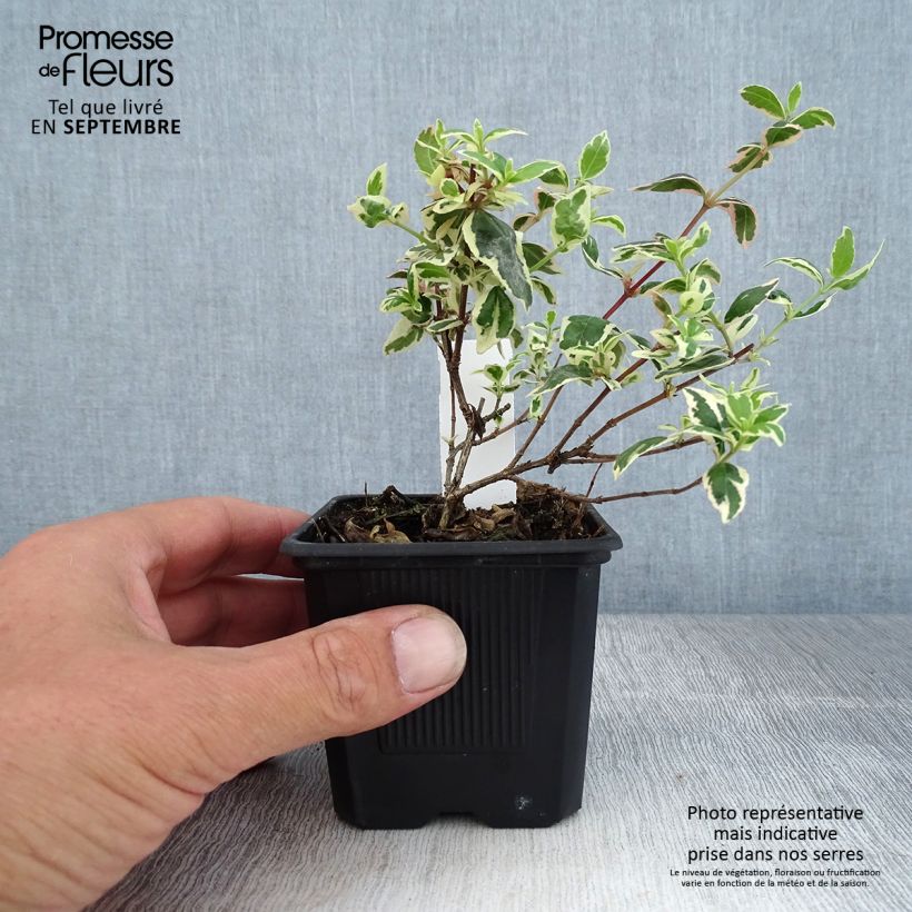 Amostra de Abélia grandiflora Magic Daydream Vaso de 8/9 cm tal como entregue no outono