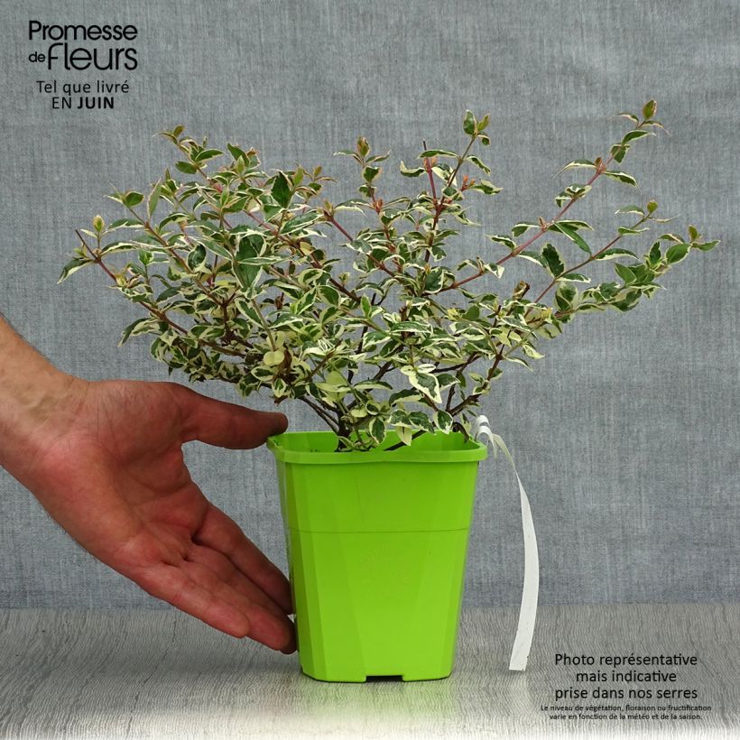 Amostra de Abélia grandiflora Magic Daydream Vaso de 8/9 cm tal como entregue no verão
