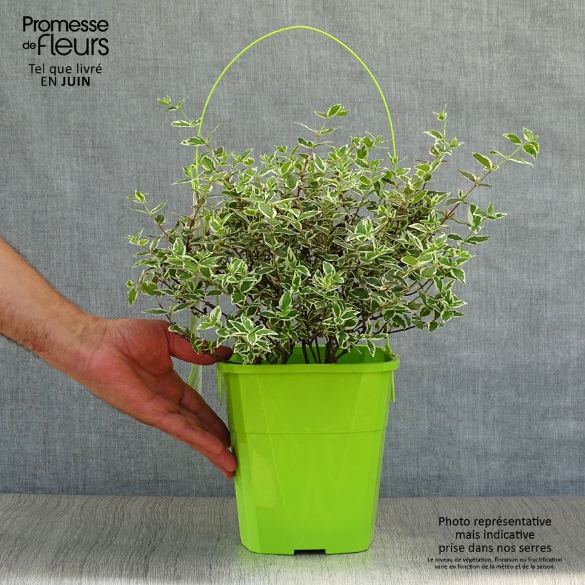 Amostra de Abélia grandiflora Magic Daydream Vaso de 3 L/4 L tal como entregue no verão