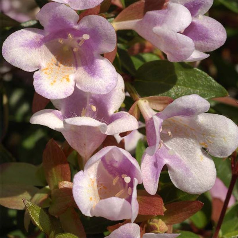 Abélia grandiflora Pastel Charm (Floração)