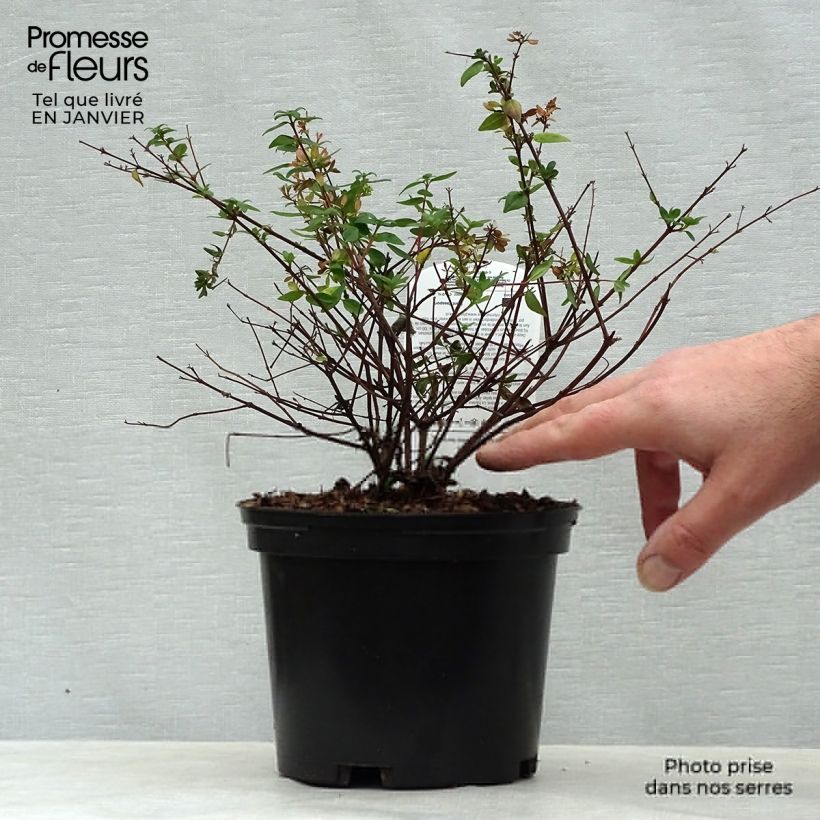 Amostra de Abelia Petite Garden 'Minedward' Vaso de 2 L/3 L tal como entregue no inverno