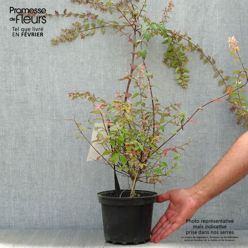 Amostra de Abélia grandiflora Pink Pong Vaso de 3 L/4 L tal como entregue no outono